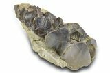 Fossil Titanothere (Megacerops) Partial Maxilla - South Dakota #300016-2